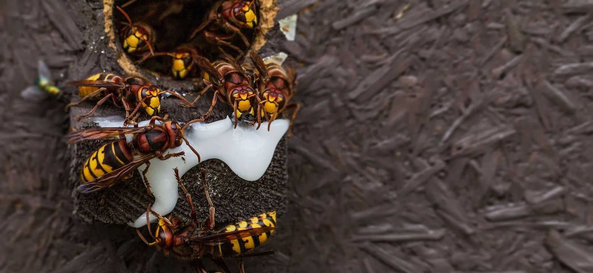 Usuwanie gniazd os i szerszeni