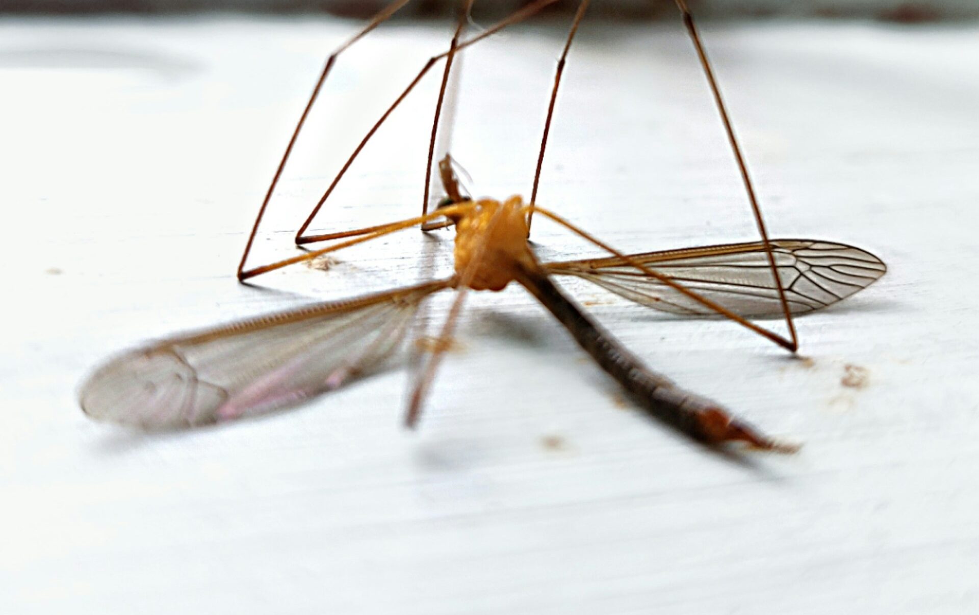 Czary mary, usuwamy Wam komary