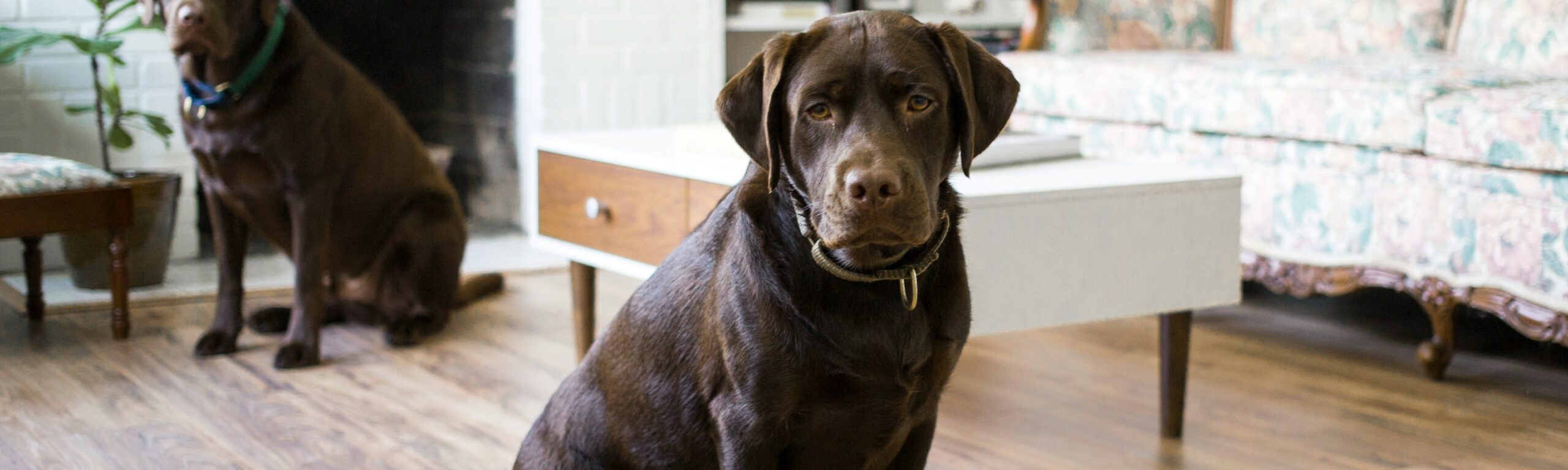 Jak usunąć zapach moczu zwierząt z&nbsp;mieszkania? Skuteczne metody i&nbsp;profesjonalne wsparcie
