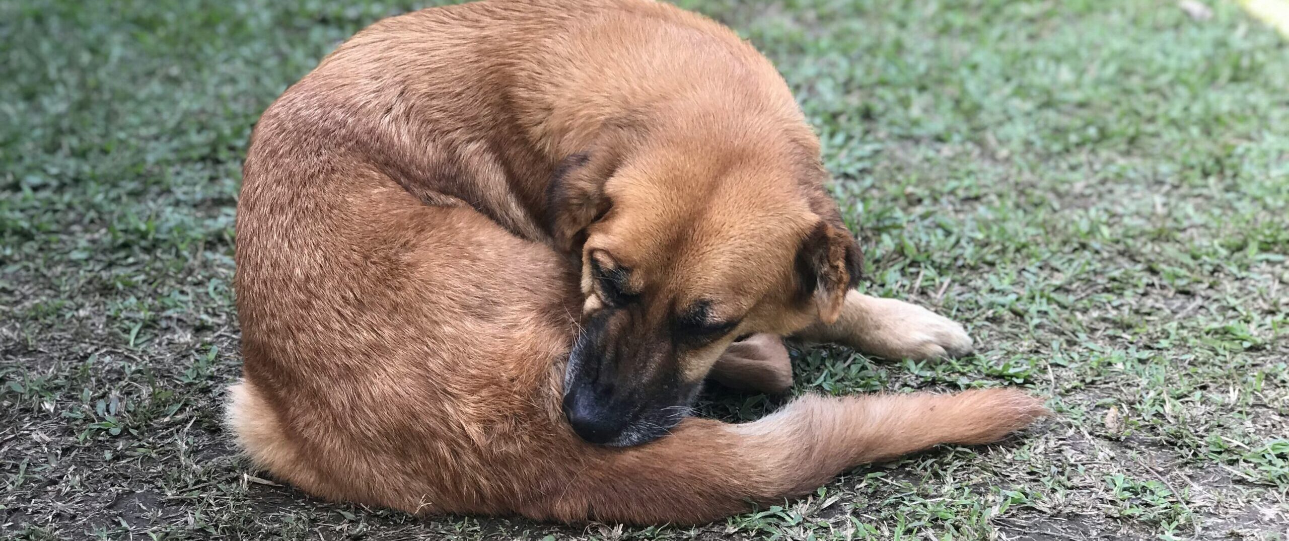 Dezynsekcja pcheł – jak się przygotować?