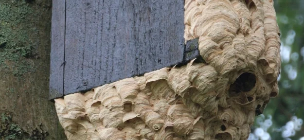 Zabieg usuwania gniazda os&nbsp;– jak wygląda i&nbsp;ile trwa?