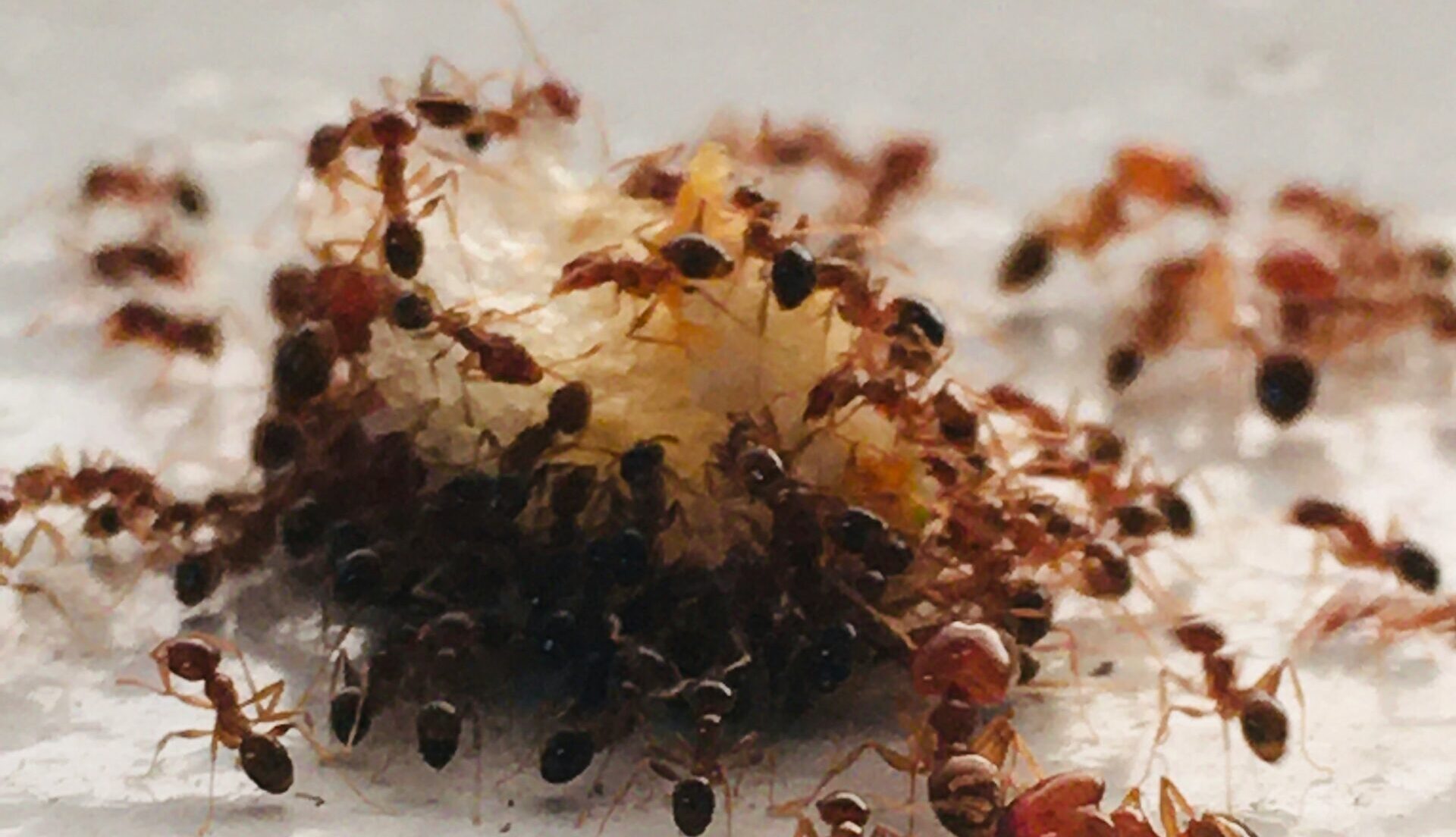 Dezynsekcja mrówek – jak wygląda i&nbsp;ile trwa?