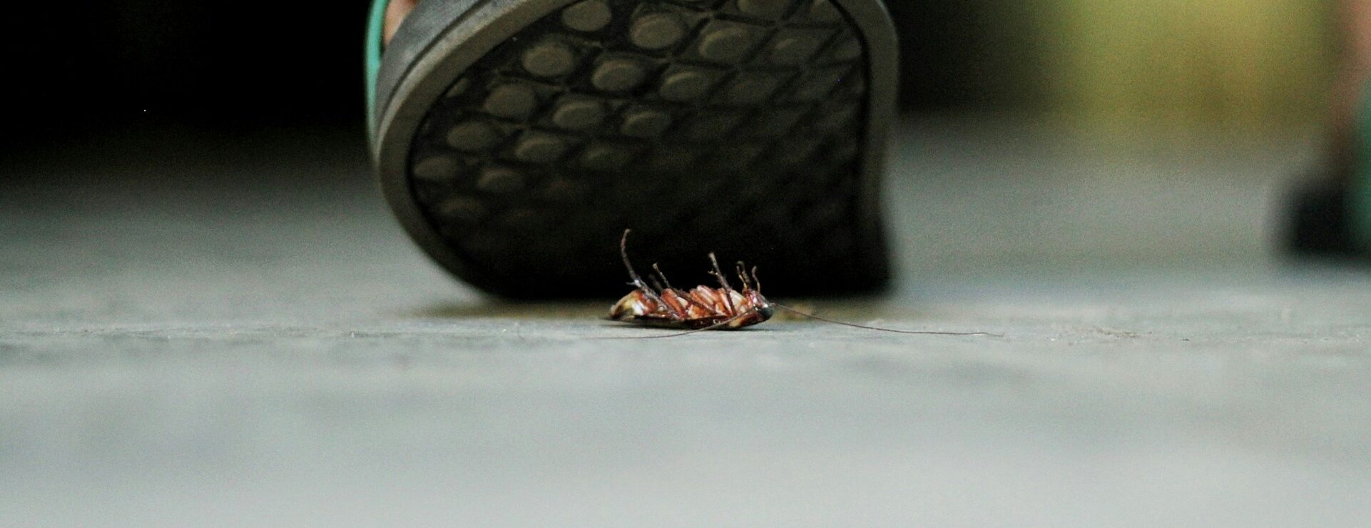 Profesjonalne zwalczanie karaluchów – krok po&nbsp;kroku