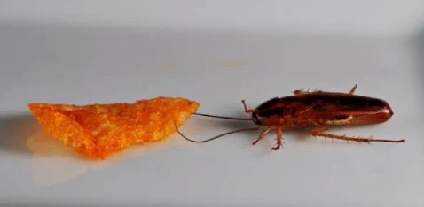 Karaczany – czyli wszędobylskie prusaki, karaluchy i&nbsp;przybyszki. Zmora nie&nbsp;tylko&nbsp;mieszkańców bloków